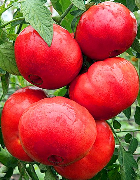 Cara menanam tomat "Crimson Miracle"