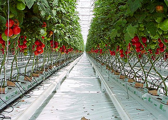 كيفية زراعة الطماطم في الزراعة المائية