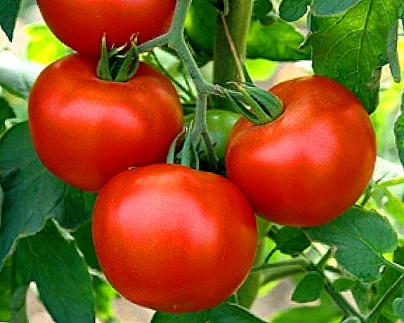 Πώς να φτιάξετε ντομάτες στον κήπο σας