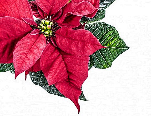 How to grow poinsettia at home