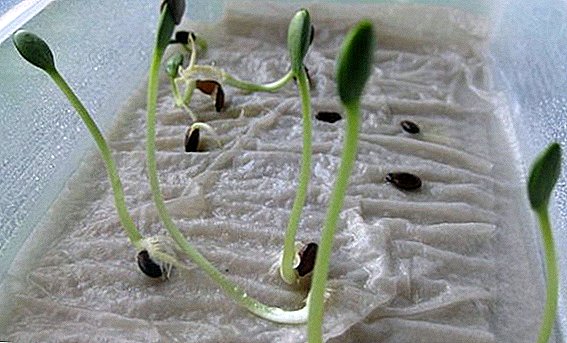 Hoe zaailingen groeien zonder aarde met behulp van wc-papier?