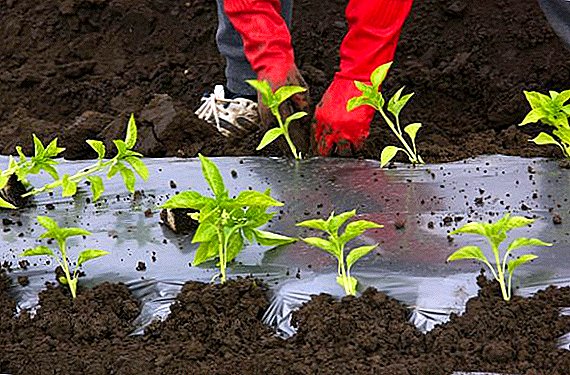 Kako rasti sadnice bugarskog papra u Uralu: korisni savjeti od iskusnih agronoma
