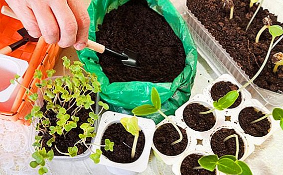 How to grow seedlings of flowers