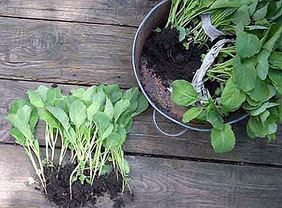 Bagaimana untuk menanam benih kubis