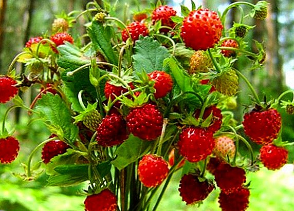 Hur odlar plantor av trädgårds jordgubbar från frö