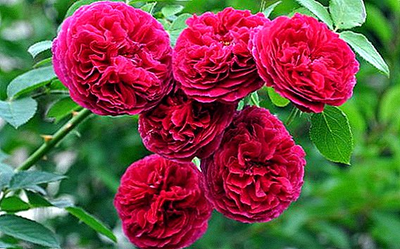 Bagaimana cara menanam bunga ros "Falstaff" di kawasan mereka