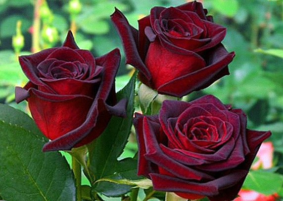 Cách trồng hoa hồng từ cành giâm