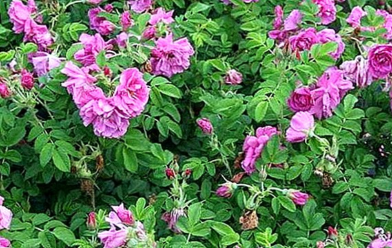 How to grow roses Rugoza: best tips