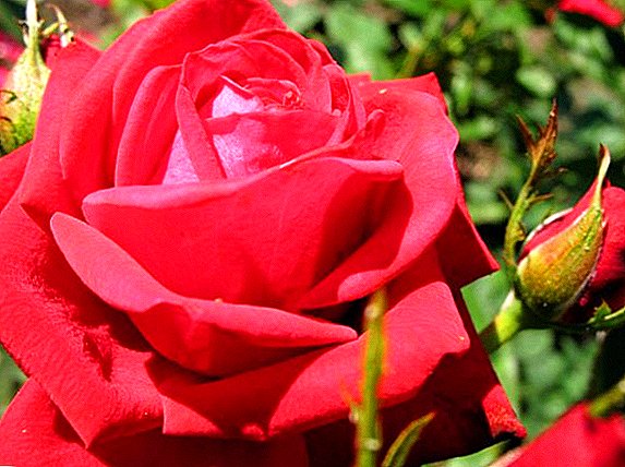 How to grow roses "Sophia Loren": best tips