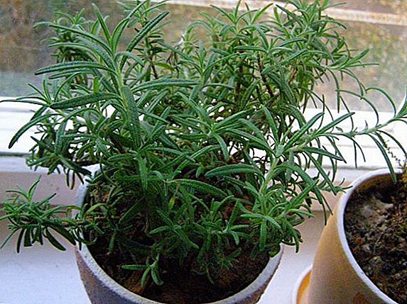 Cómo cultivar romero en el alféizar de la ventana, plantar y cuidar en casa.
