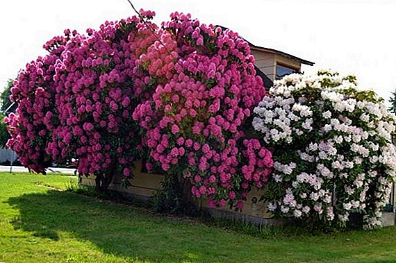 Kako rastejo drevesa vrtnice (rhododendron) v podnebju Urala