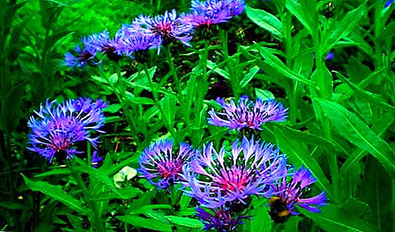 How to grow cornflowers from seed garden