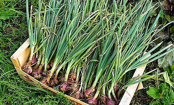How to grow a family onion in Siberia