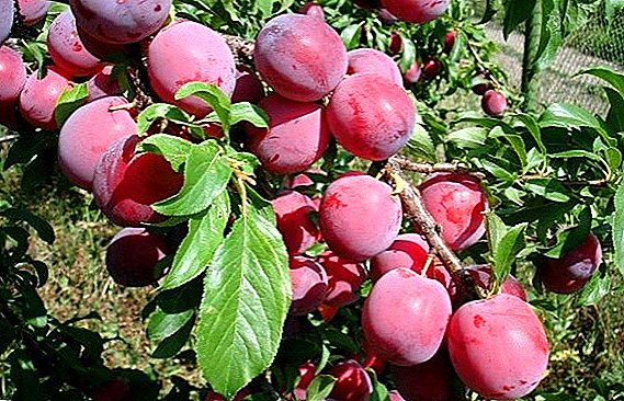 Comment faire pousser des prunes dans la région de Léningrad: conseils d'agronomes expérimentés