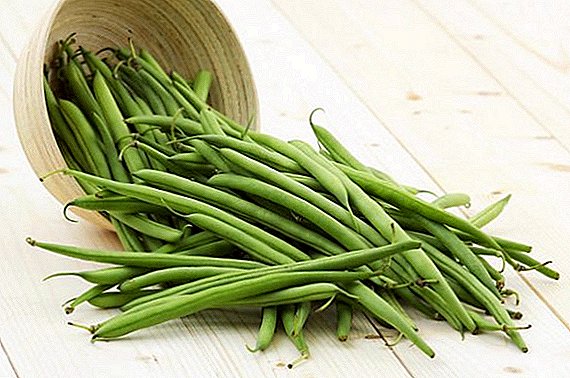 How to grow asparagus beans in the country