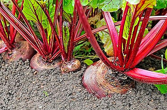 How to grow beets in Siberia