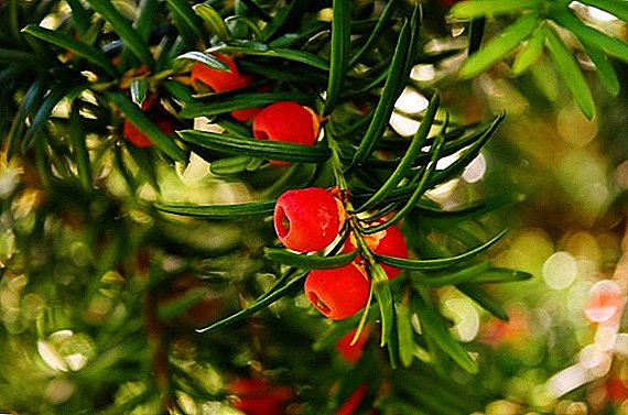 How to grow yew, planting and care at their summer cottage