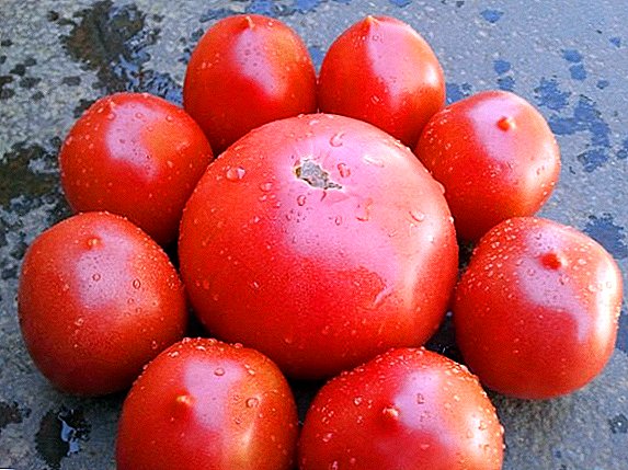 Hur odlar du en tomat "De Barao" i din trädgård
