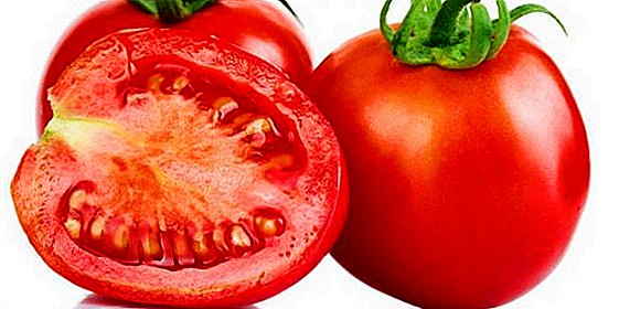 So wachsen Tomaten "Yamal": die Pflanz- und Pflegeregeln