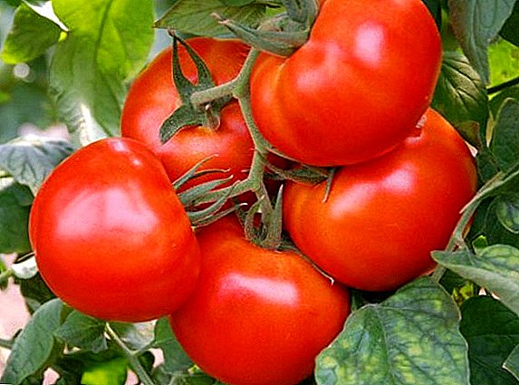 Cum să crească tomate "Cardinal" în zona lor
