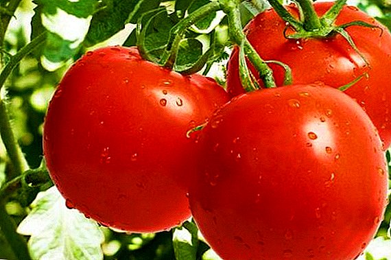 Wie man Tomaten baut "Rotkäppchen"