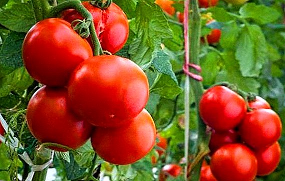 Hur man odlar tomater "Spasskaya Tower" på ett hem trädgårdssäng