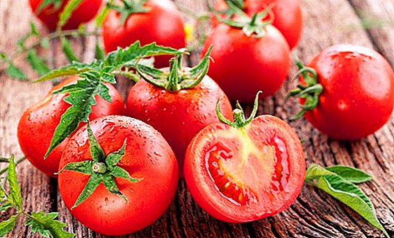 Como cultivar tomates "Verlioka Plus" nos canteiros do jardim