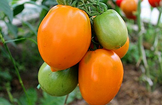 Hur man odlar tomater "Golden Heart": reglerna för plantering av plantor och vård i det öppna fältet