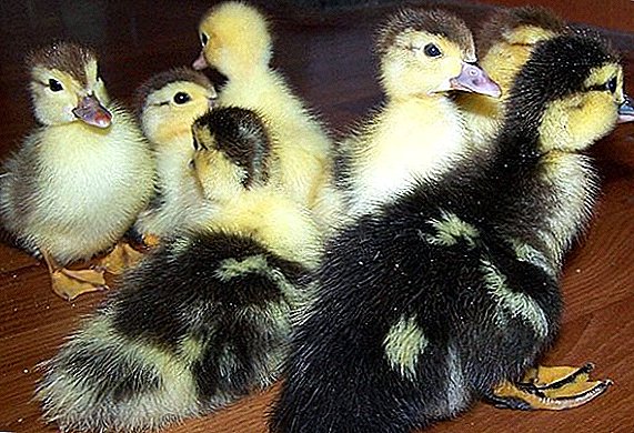 How to raise ducklings in an incubator