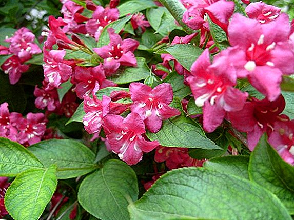 How to grow weigela in your room, planting and caring for a plant