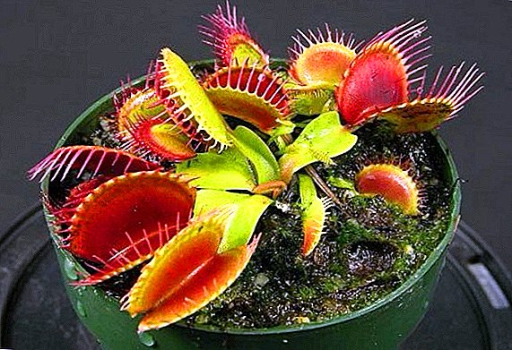 איך לגדל flytrap ונוס בבית