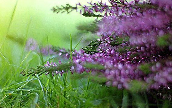 How to grow heather, plant reproduction in the garden