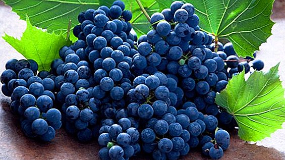 Slik dyrker du druer i uraler: planting og omsorg for bær i frostforhold