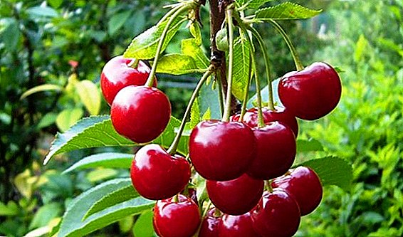 How to grow cherries in Siberia