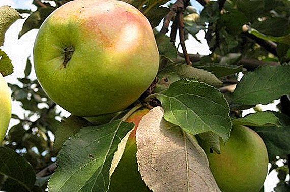 Hur odlar äppelträd sorter "Sinap Orlovsky" i sin trädgård