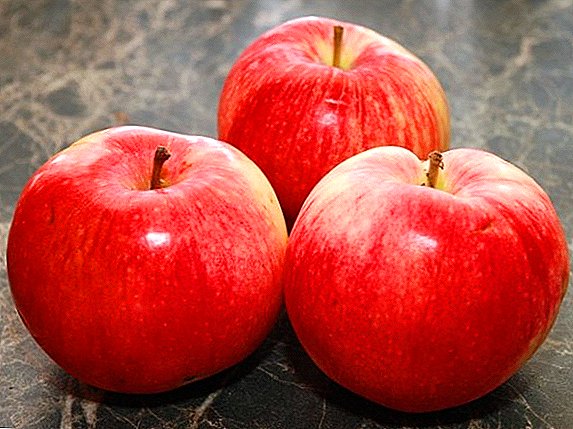 كيفية زراعة أصناف التفاح فرحة في حديقته