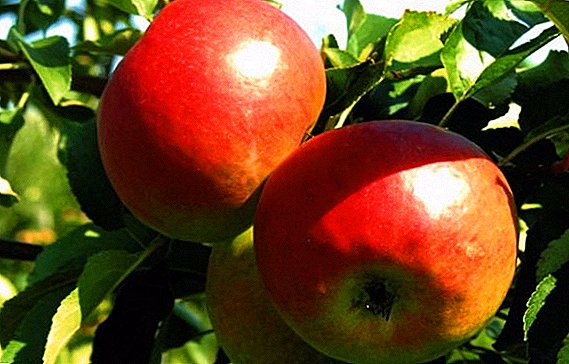 Kā augt Zhigulevskoe ābolus manā dārzā