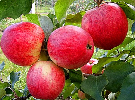 Как да расте една ябълка "Melbu" в градината си