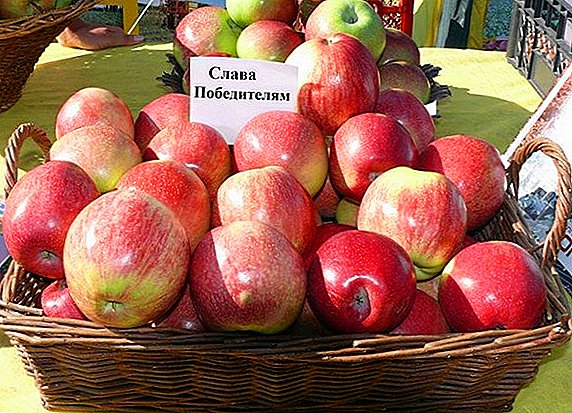 Jak uprawiać jabłonię „Chwała zwycięzcom”: zalety i wady tej odmiany