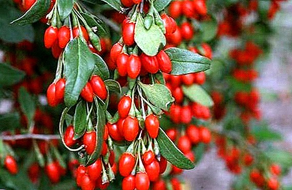 How to grow goji berries in the suburbs