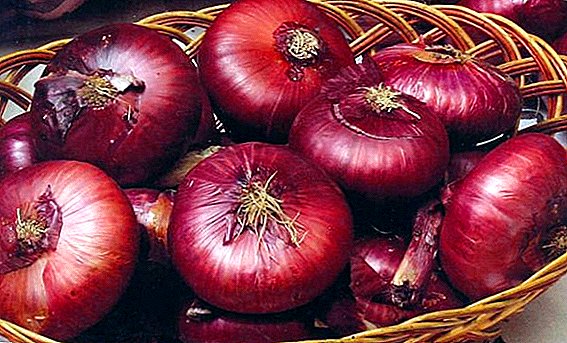 How to grow Yalta onions from seed