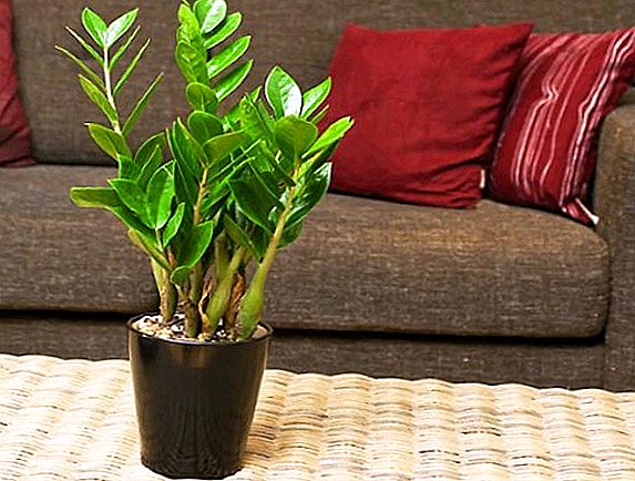 How to grow zamiokulkas, planting and caring for the "money tree"