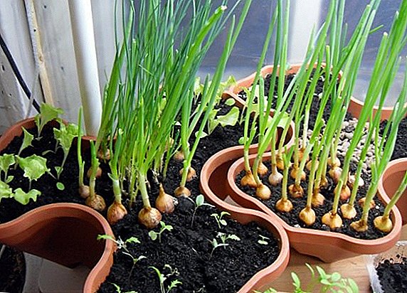 Cómo cultivar cebollas verdes en el alféizar de la ventana.
