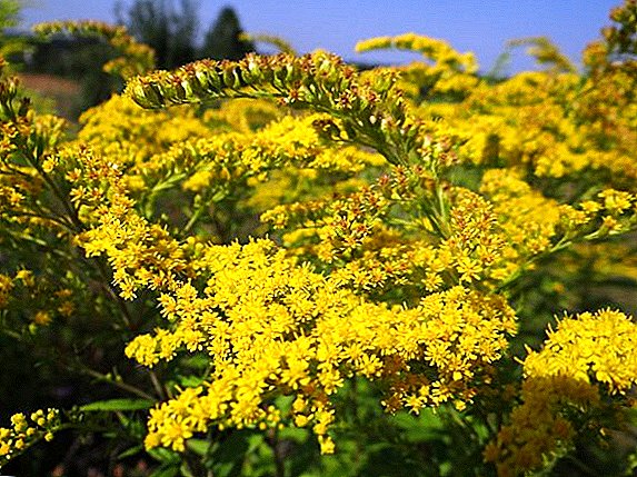 How to grow a goldenrod in the summer cottage, tips gardeners