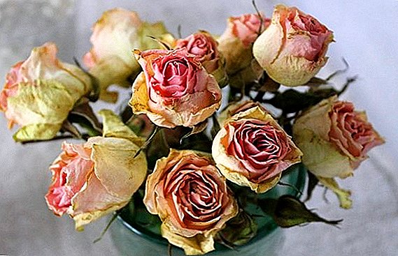 How to dry roses and what can be done with them