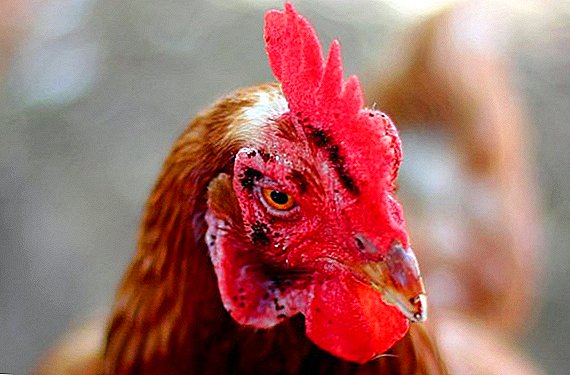 So entfernen Sie Flöhe bei Hühnern