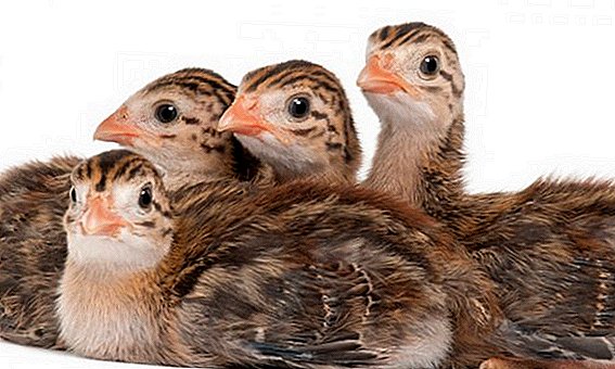 Cara membawa guinea fowl di inkubator rumah