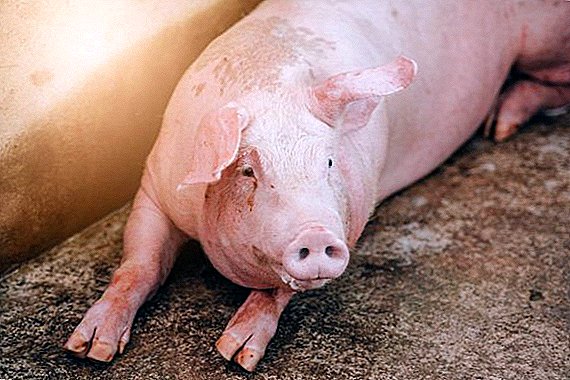 How to remove worms in pigs and piglets