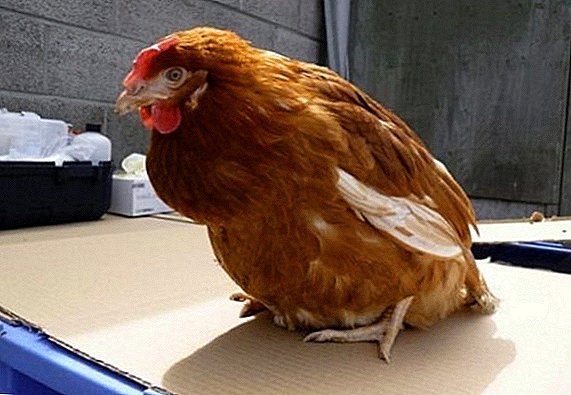 كيفية الحصول على الديدان في الدجاج