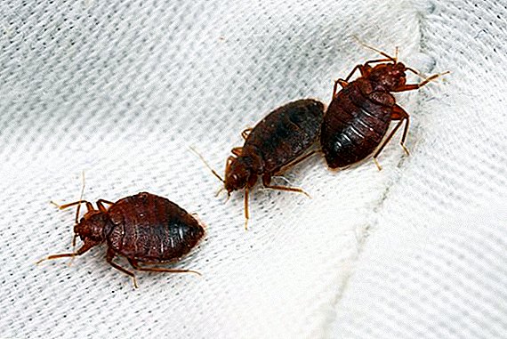 How to get bedbugs at home by yourself
